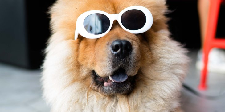 Пользователей рассмешил пес с упрямым характером (ВИДЕО)