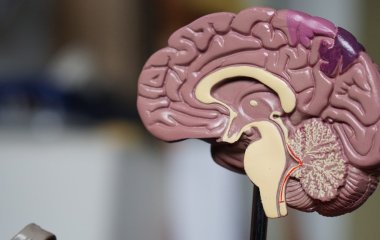 5 міфів про роботу головного мозку, в які ми все ще віримо