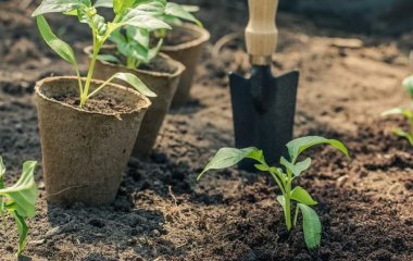 Що додати в лунку під час висаджування розсади солодкого перцю для гарного врожаю