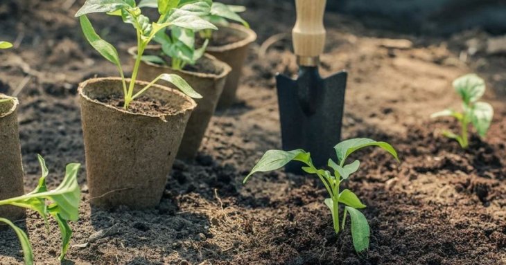 Що додати в лунку під час висаджування розсади солодкого перцю для гарного врожаю