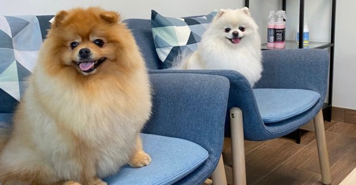 Невероятное собачье спа: собака из Китая покоряет Instagram