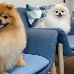 Невероятное собачье спа: собака из Китая покоряет Instagram
