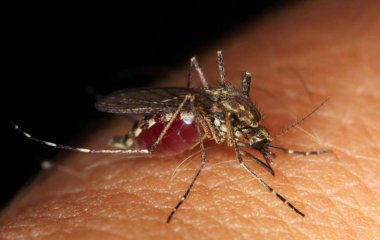 Ученые разработали новейший подход в борьбе с малярией