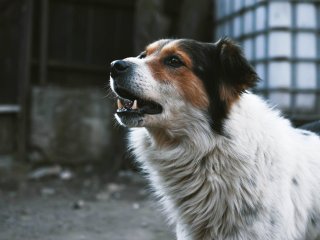 Пес підкрався до кішок і змусив їх злетіти