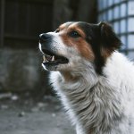 Пёс подкрался к кошкам и заставил их взлететь