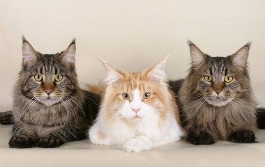 Гігантського кота часто приймають за собаку