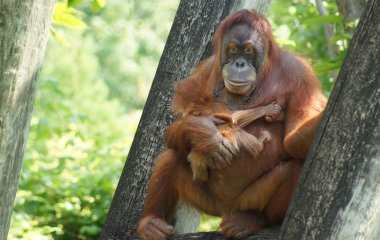 Фотограф показал орангутанга, который помогал леснику выбраться из реки
