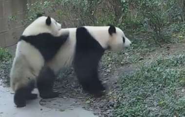«Воспитательный момент»: Сеть повеселило семейство панд (ВИДЕО)