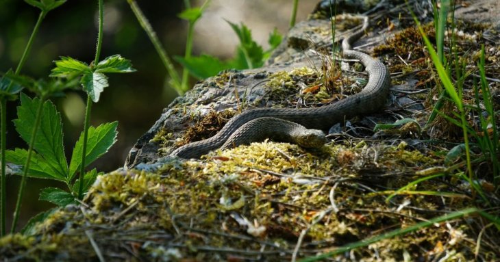 Змії на подвір’ї: як діяти, якщо виявили нору