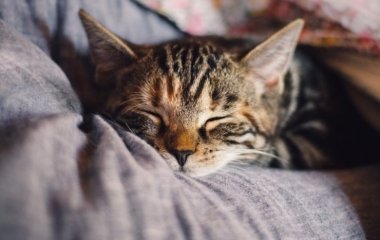 Терапевт розповіла про вплив свійських тварин на здоров'я господарів