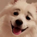 Дівчинка, яка дісталася до косметички, перетворила собаку на зірку Мережей (ВІДЕО)