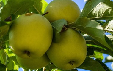 Ось що станеться з вашим тілом, якщо їсти яблука щодня