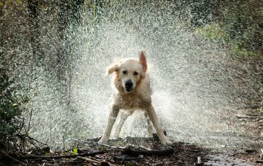 В Сети «завирусился» пес, обожающий смотреть на дождь