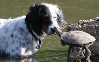 Сети покорили попытки щенка подружиться с черепахой (ВИДЕО)