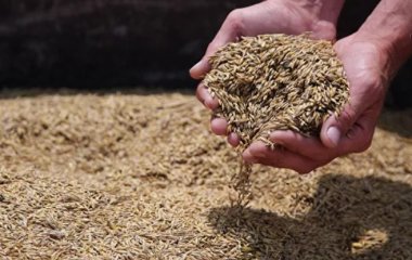 Вчені: ячмінь та ячмінні пластівці очищають організм від холестерину