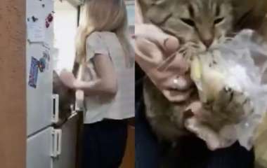 Сети насмешила отчаянная попытка кота украсть картофель из холодильника (ВИДЕО)