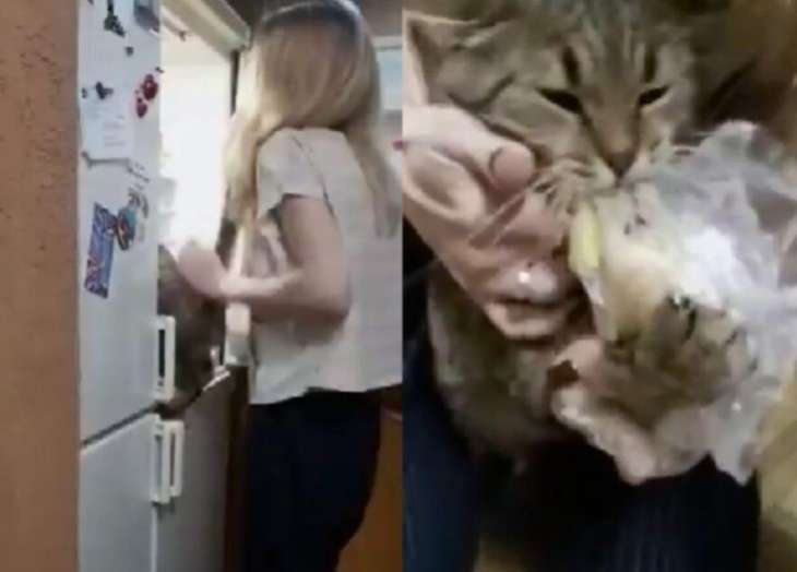 Сети насмешила отчаянная попытка кота украсть картофель из холодильника (ВИДЕО)