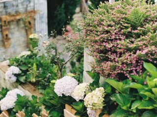 Як візуально збільшити маленький двір: два прості прийоми ландшафтного дизайну, які справді працюють