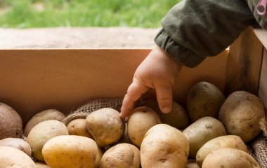 Ніколи не садіть і не купуйте ці сорти картоплі: вони погано родять, несмачні та водянисті