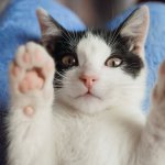 Сети покорила кошка, путешествующая по миру на велосипеде (ФОТО)