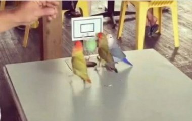 Попугаи показали «мастер-класс» игры в баскетбол (ВИДЕО)