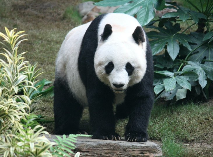 Сети насмешила панда, решившая заняться «музицированием» (ВИДЕО)