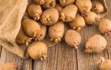 Опасно для здоровья: какую картошку нельзя есть