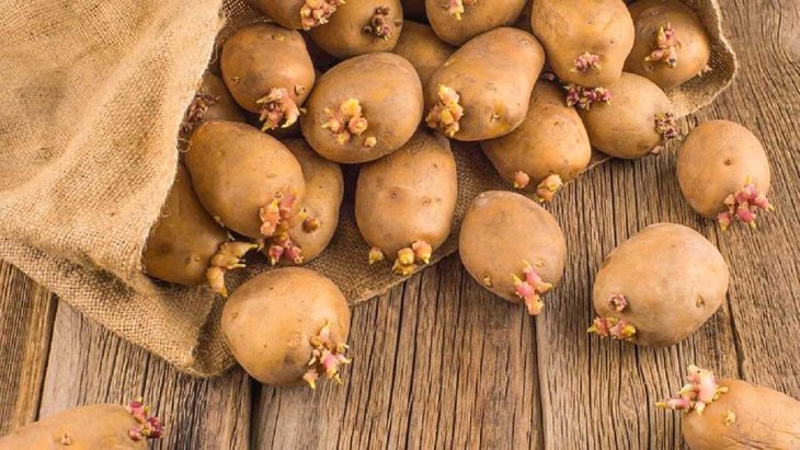 Опасно для здоровья: какую картошку нельзя есть