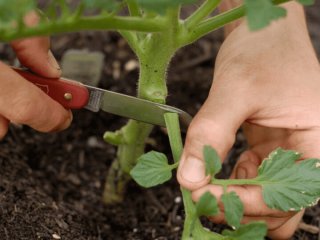Як пасинкувати томати: які листя ні в якому разі не можна обривати