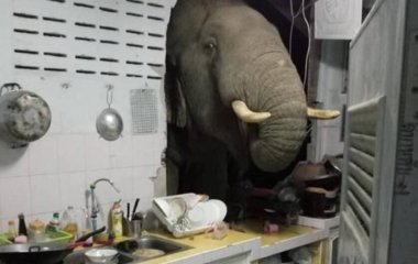 Слон вломился в дом в поисках ужина (ВИДЕО)