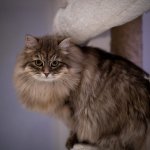 Кошка-интроверт стала новой звездой Сети (ФОТО)