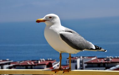 Новый хит: чайка сорвала злость на автомобилях (ВИДЕО)