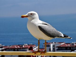 Новый хит: чайка сорвала злость на автомобилях (ВИДЕО)