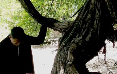Знайдено 416-річну виноградну лозу — найстарішу у світі (фото)