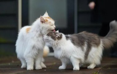 Чому насправді коти вилизують один одного, коли вилизування означає суперництво
