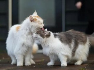Чому насправді коти вилизують один одного, коли вилизування означає суперництво