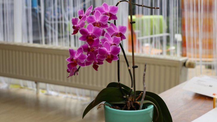 Чем можно поливать орхидеи, чтобы стимулировать цветение