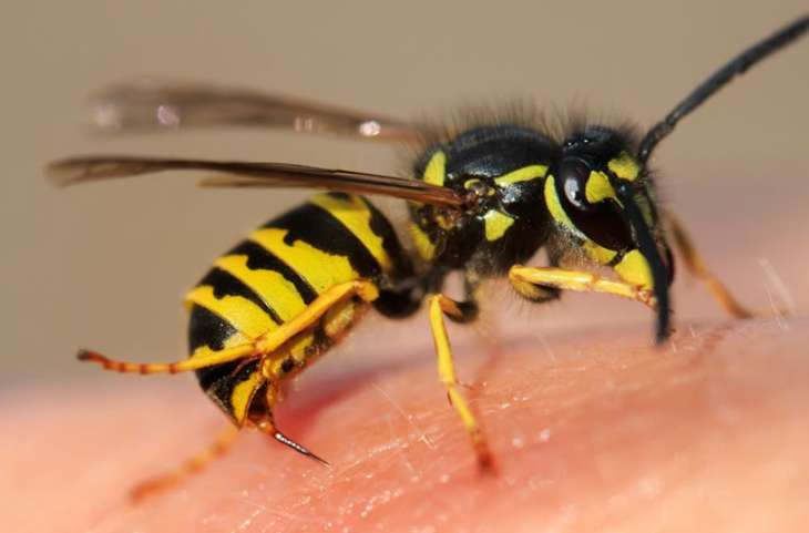 Биолог предупредил о смертельной опасности укусов насекомых для аллергиков