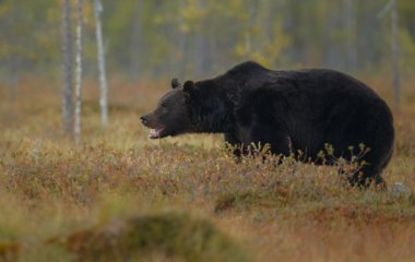 Мережі насмішив танець ведмедя біля дерева (ВІДЕО)