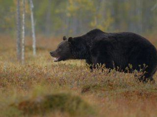 Сети насмешил танец медведя у дерева (ВИДЕО)