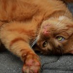 Американец забавно отомстил коту, обожающему будить его на рассвете (ВИДЕО)