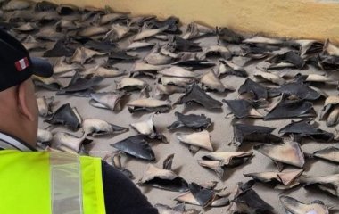 Поліція вилучила 1,3 тонни акулячих плавників: для чого вони використовуються