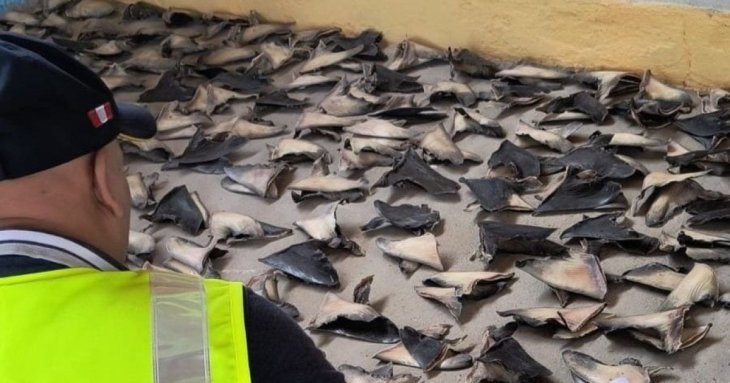 Поліція вилучила 1,3 тонни акулячих плавників: для чого вони використовуються