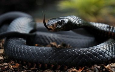 До чого сняться змії: все залежить від їхньої поведінки