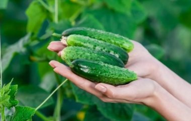 Важный нюанс: как правильно собирать огурцы
