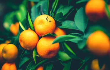 Мандариновая диета: самый вкусный и легкий способ похудеть перед Новым годом