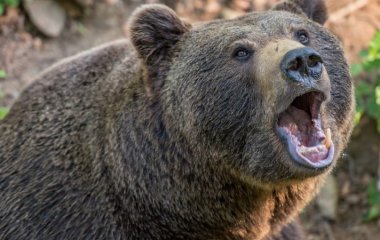 Медведь, решивший прокатиться на авто, стал звездой сети