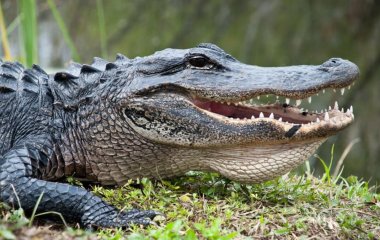 Житель Флориды украл аллигатора и пытался 