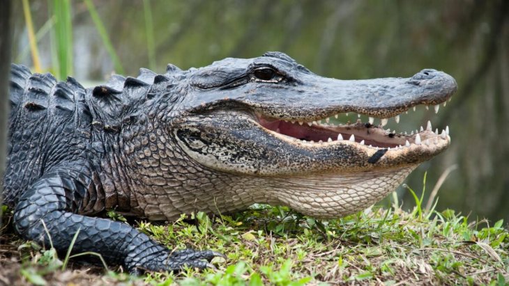 Житель Флориды украл аллигатора и пытался 