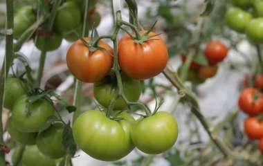 Как вырастить поздние помидоры: три шага для эффективного созревания плодов